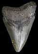 Bargain Megalodon Tooth - South Carolina #18413-1